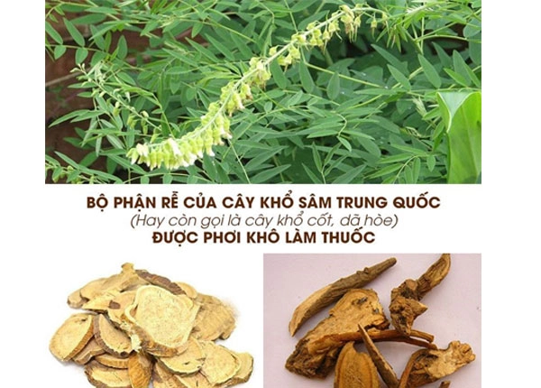 Khổ sâm dùng làm thuốc