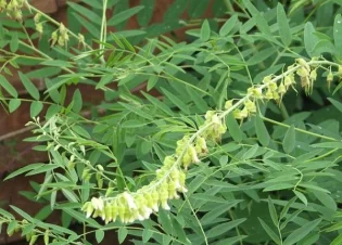 Cây khổ sâm (cho rễ)- Vị thuốc Quý cho người dùng