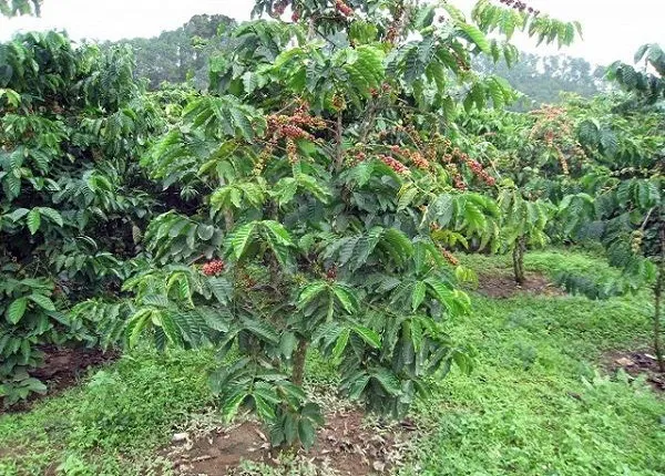 Hình ảnh cây cà phê