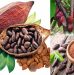 Lợi ích Sức Khỏe Của Cacao