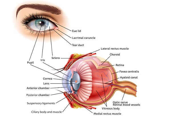 <center><em>Hình ảnh về cấu tạo của thị giác</em></center>