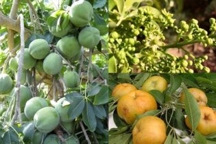 Cây trái hoa và quả của cây bánh kem