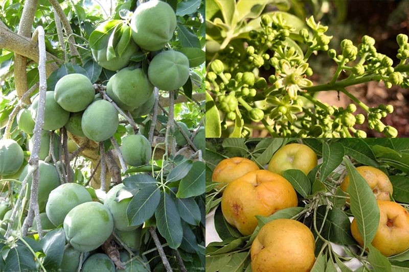 Cây trái hoa và quả của cây bánh kem