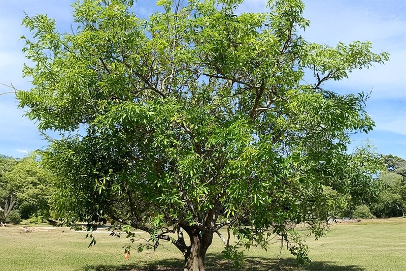 Hình ảnh cây Bánh kem