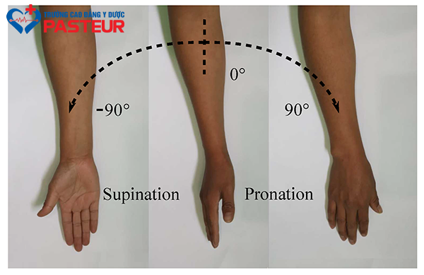 Bài tập Phục hồi chức năng xoắn thuận tay và trái tay (Supination and Pronation)